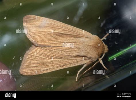 A Hot Evening (Hermit Moth) [Dexter's Lab] .